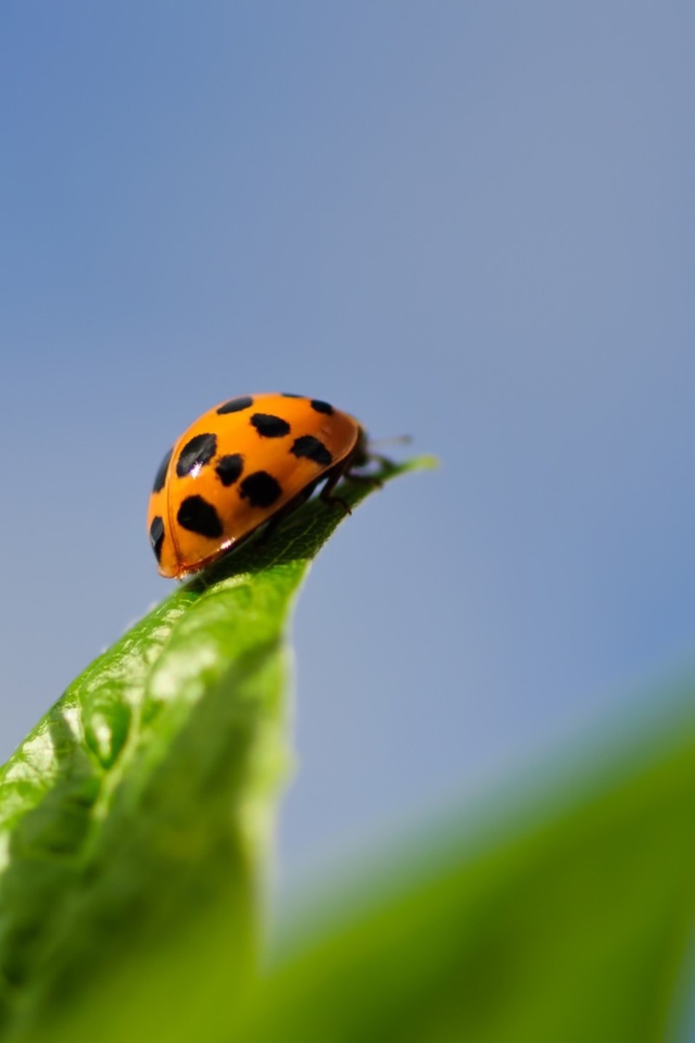 Screenshot №1 pro téma Ladybug On Leaf 640x960