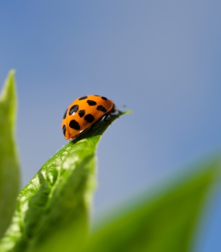 Ladybug On Leaf - Obrázkek zdarma pro 176x220