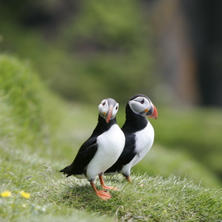 Puffin Birds sfondi gratuiti per 2048x2048