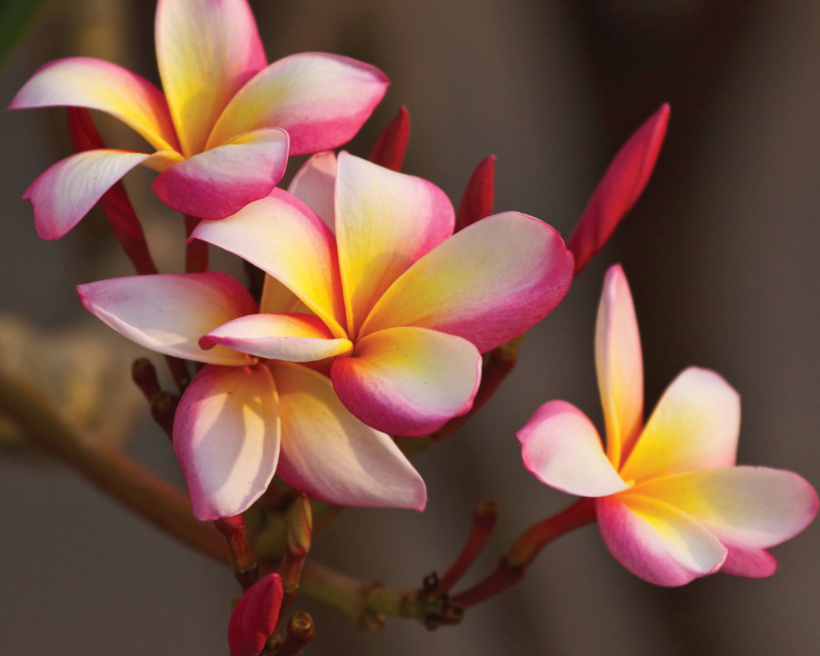 Screenshot №1 pro téma Plumeria in Thailand 1600x1280