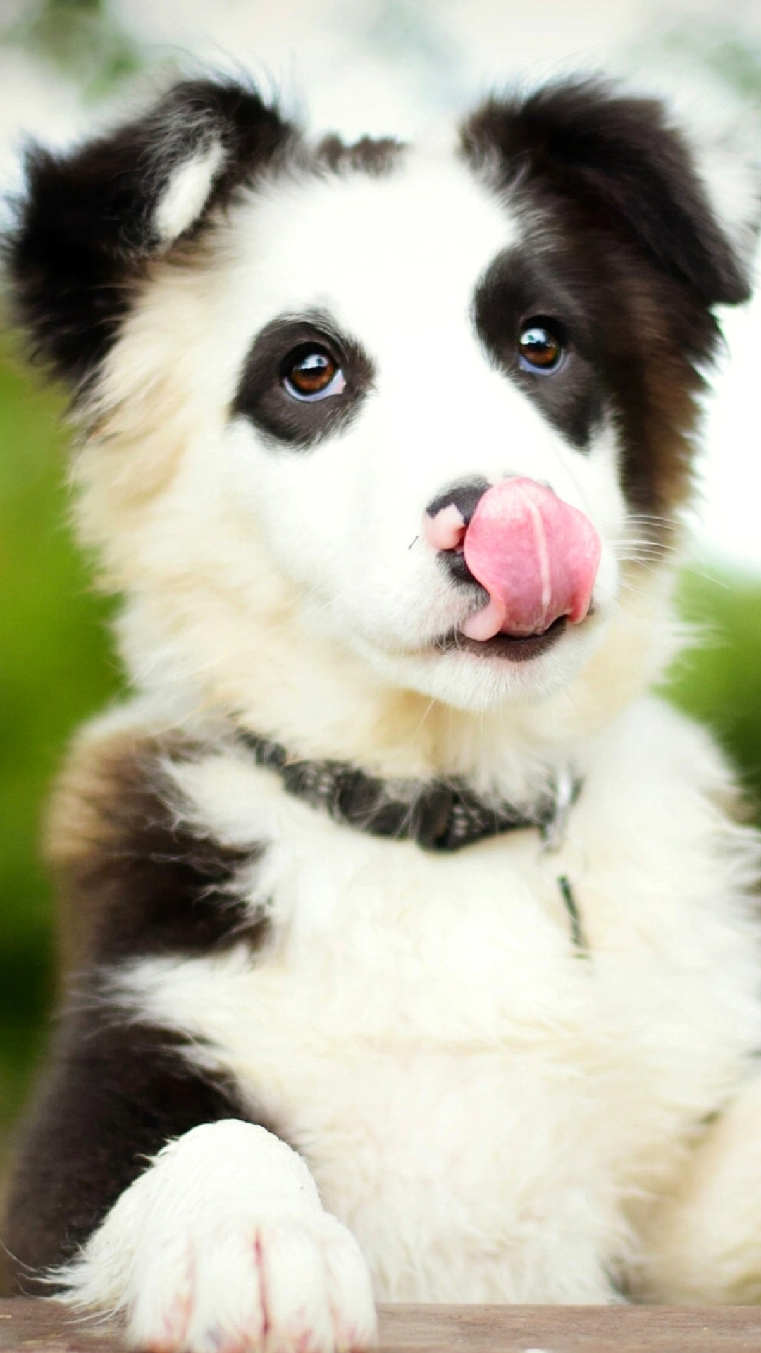 Screenshot №1 pro téma Border Collie 1080x1920