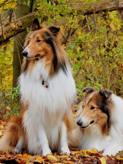 Screenshot №1 pro téma Collie dogs in village 240x320