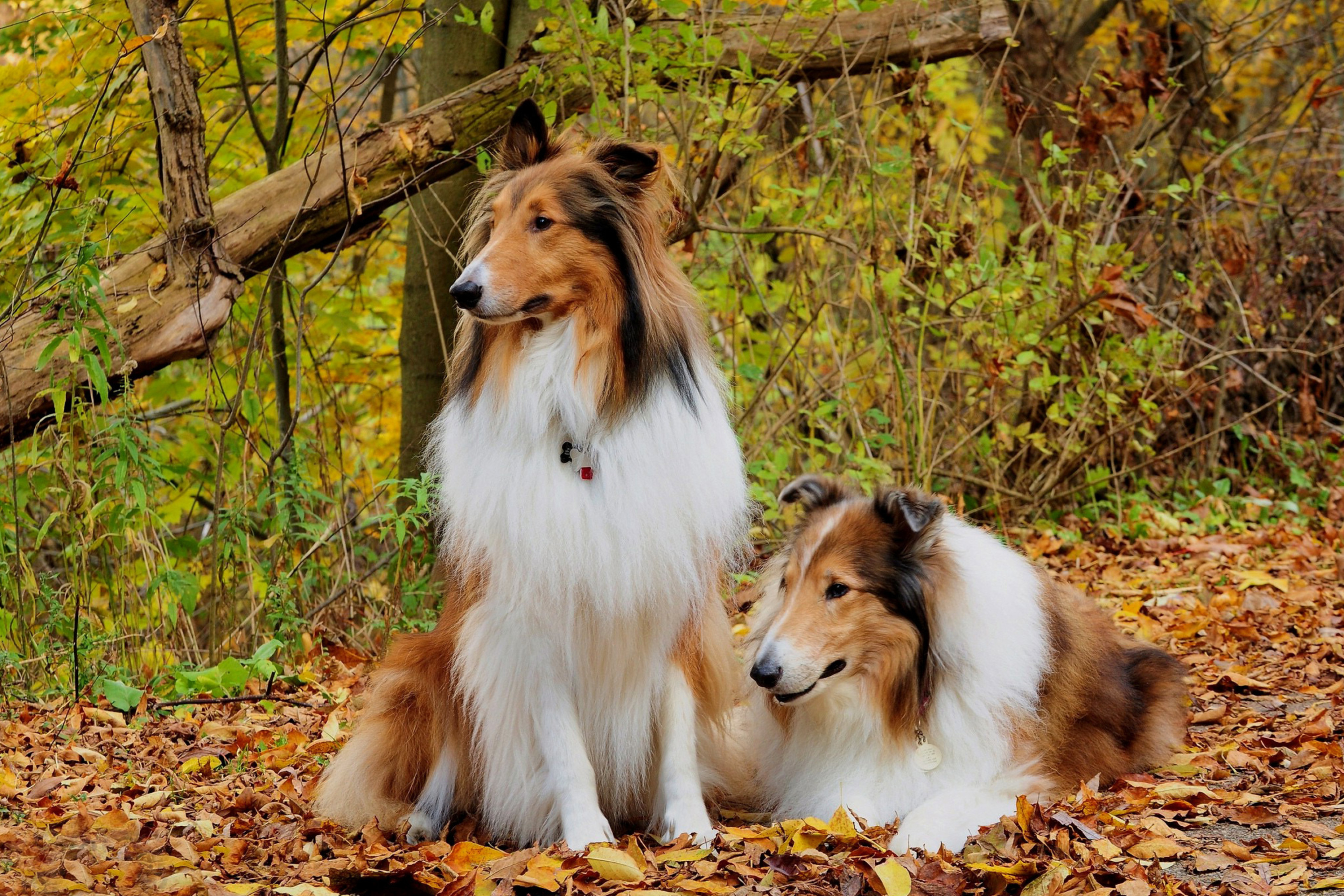 Обои Collie dogs in village 2880x1920