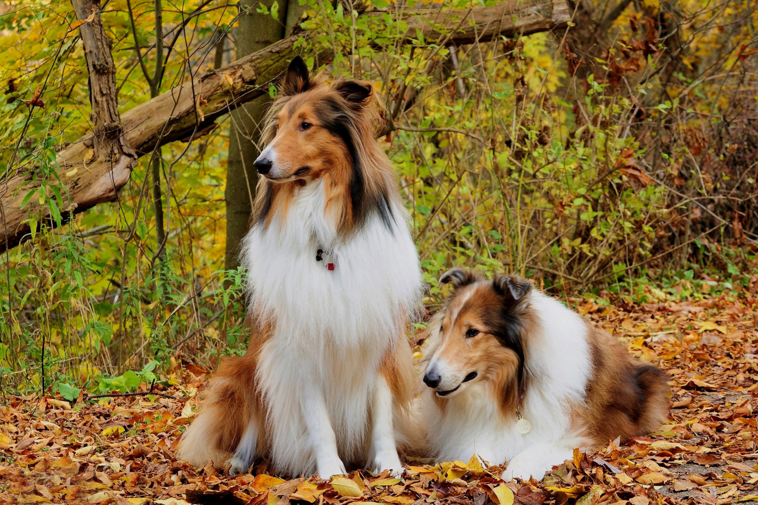 Fondo de pantalla Collie dogs in village 2880x1920