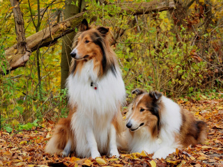 Sfondi Collie dogs in village 320x240