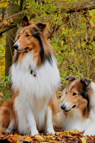 Screenshot №1 pro téma Collie dogs in village 320x480