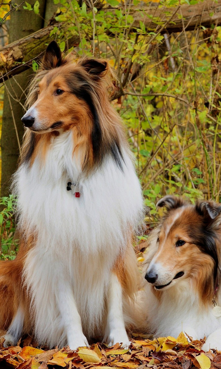 Screenshot №1 pro téma Collie dogs in village 768x1280