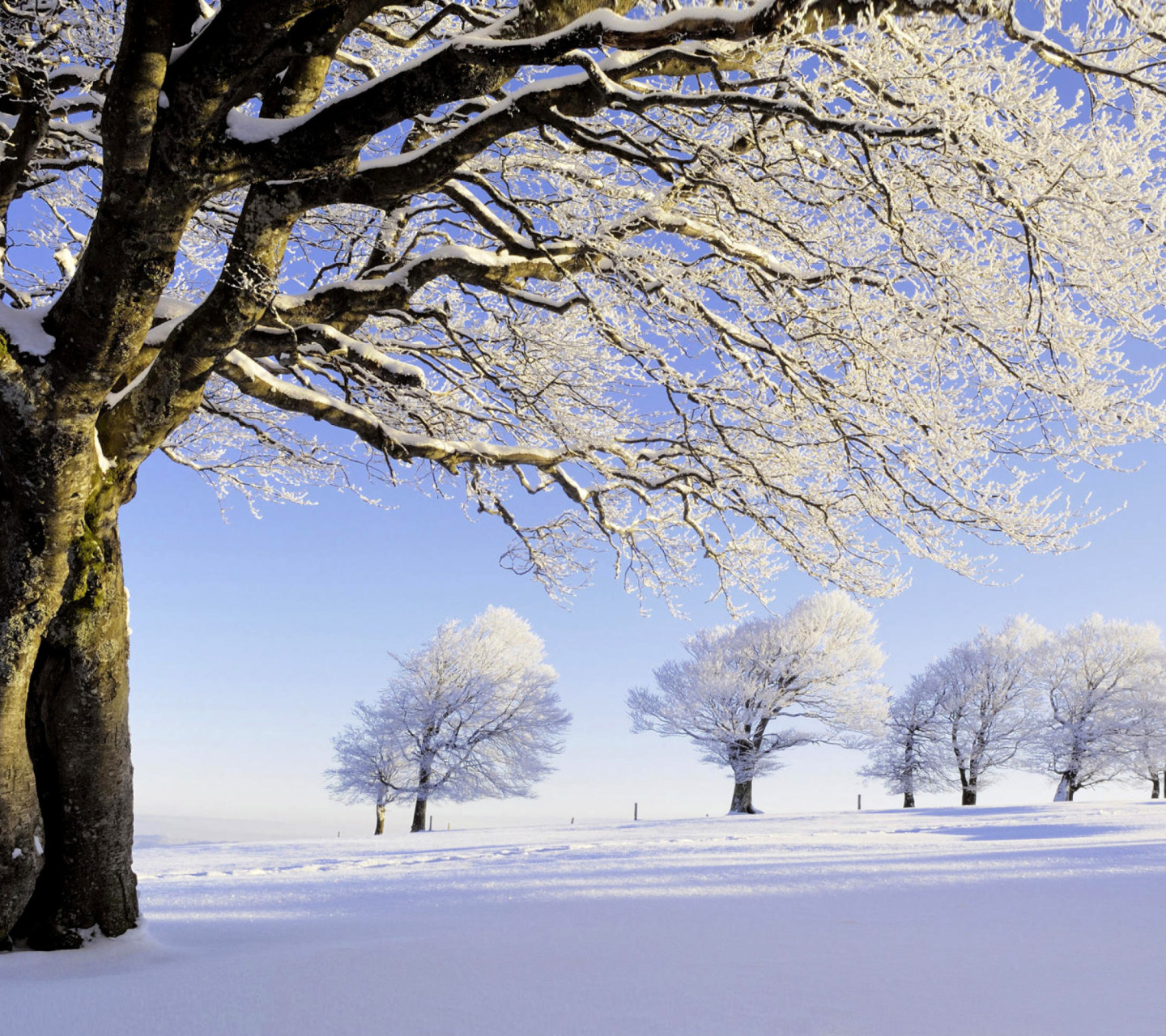 Обои Frozen Trees in Germany 1440x1280
