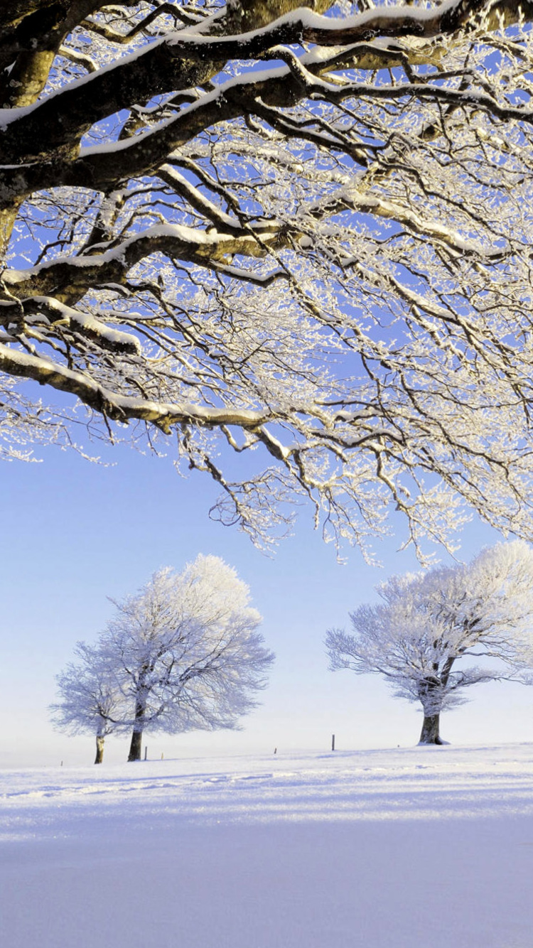 Screenshot №1 pro téma Frozen Trees in Germany 750x1334