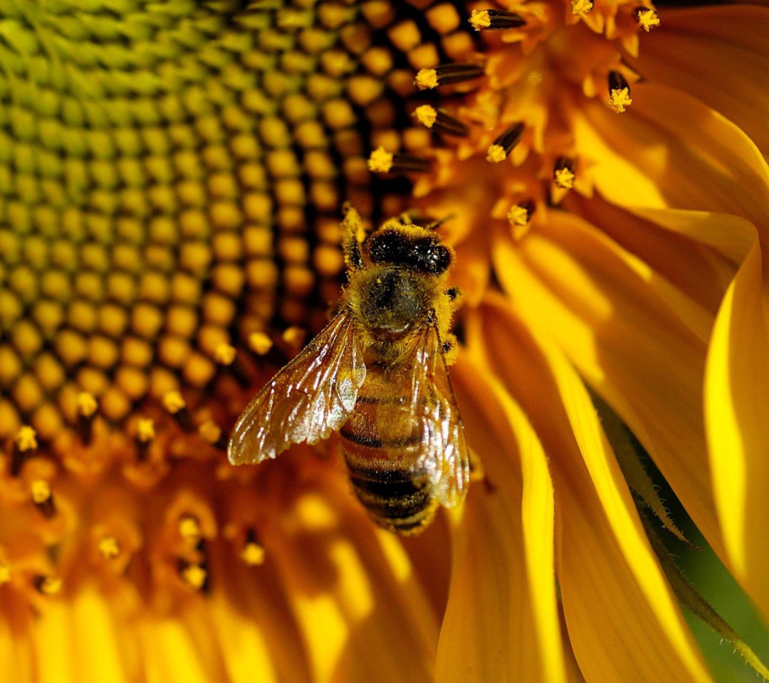 Fondo de pantalla Bee On Sunflower 1080x960