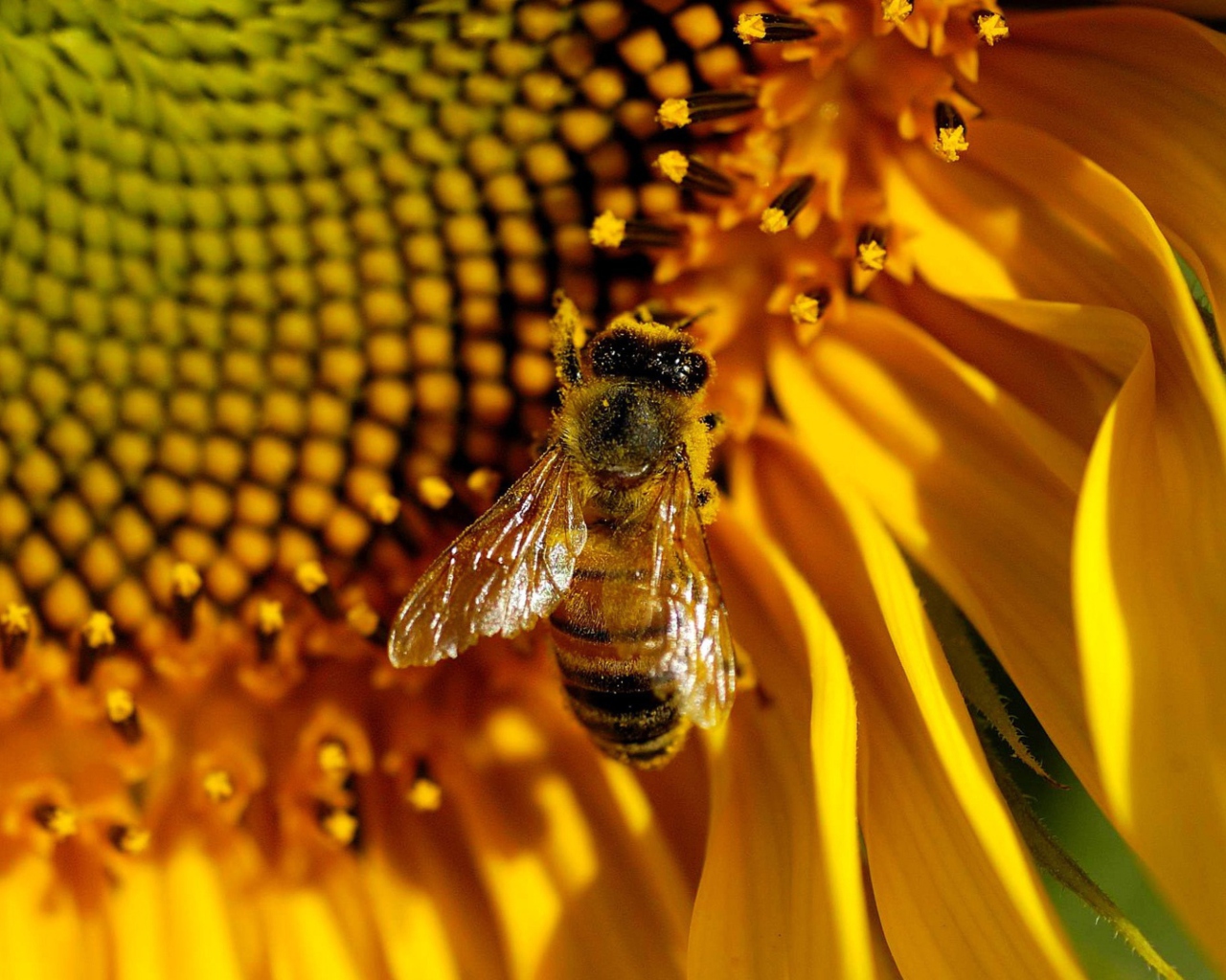 Bee On Sunflower wallpaper 1280x1024