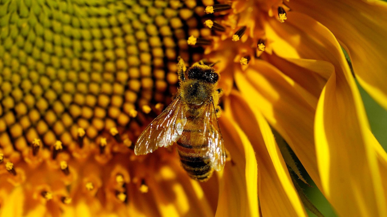 Sfondi Bee On Sunflower 1280x720