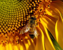Fondo de pantalla Bee On Sunflower 220x176