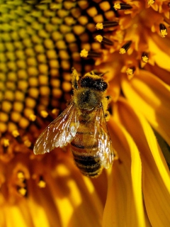 Das Bee On Sunflower Wallpaper 240x320