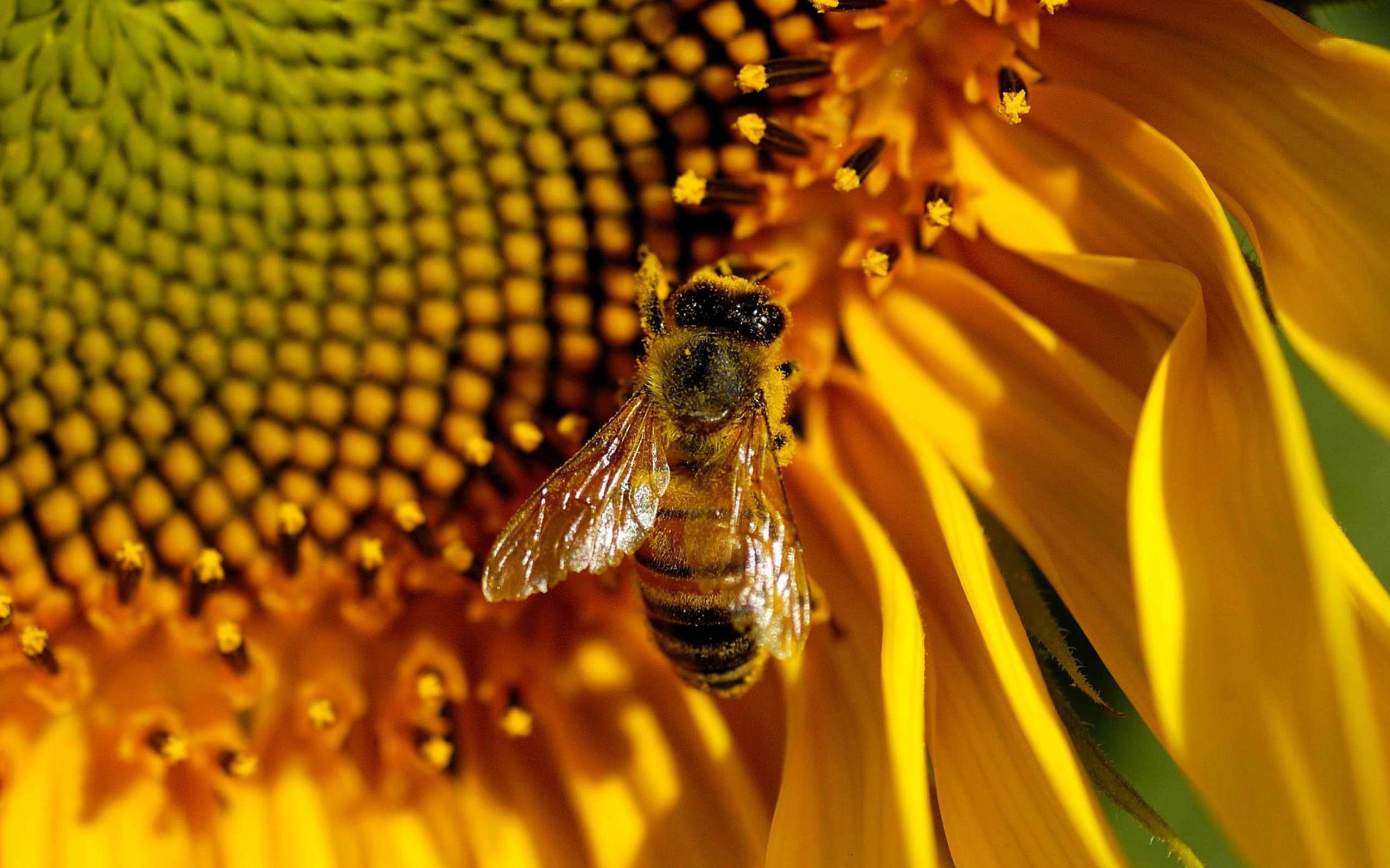 Fondo de pantalla Bee On Sunflower 2560x1600