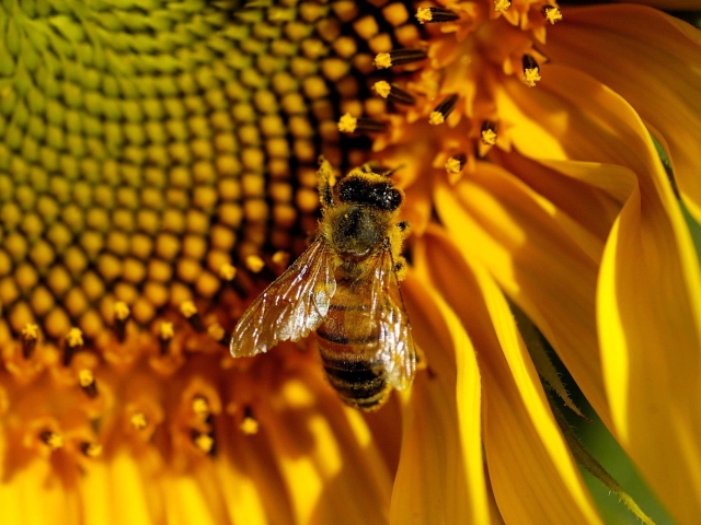 Обои Bee On Sunflower 640x480