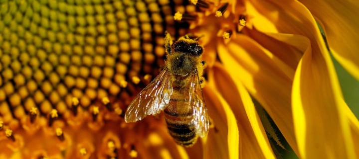 Das Bee On Sunflower Wallpaper 720x320