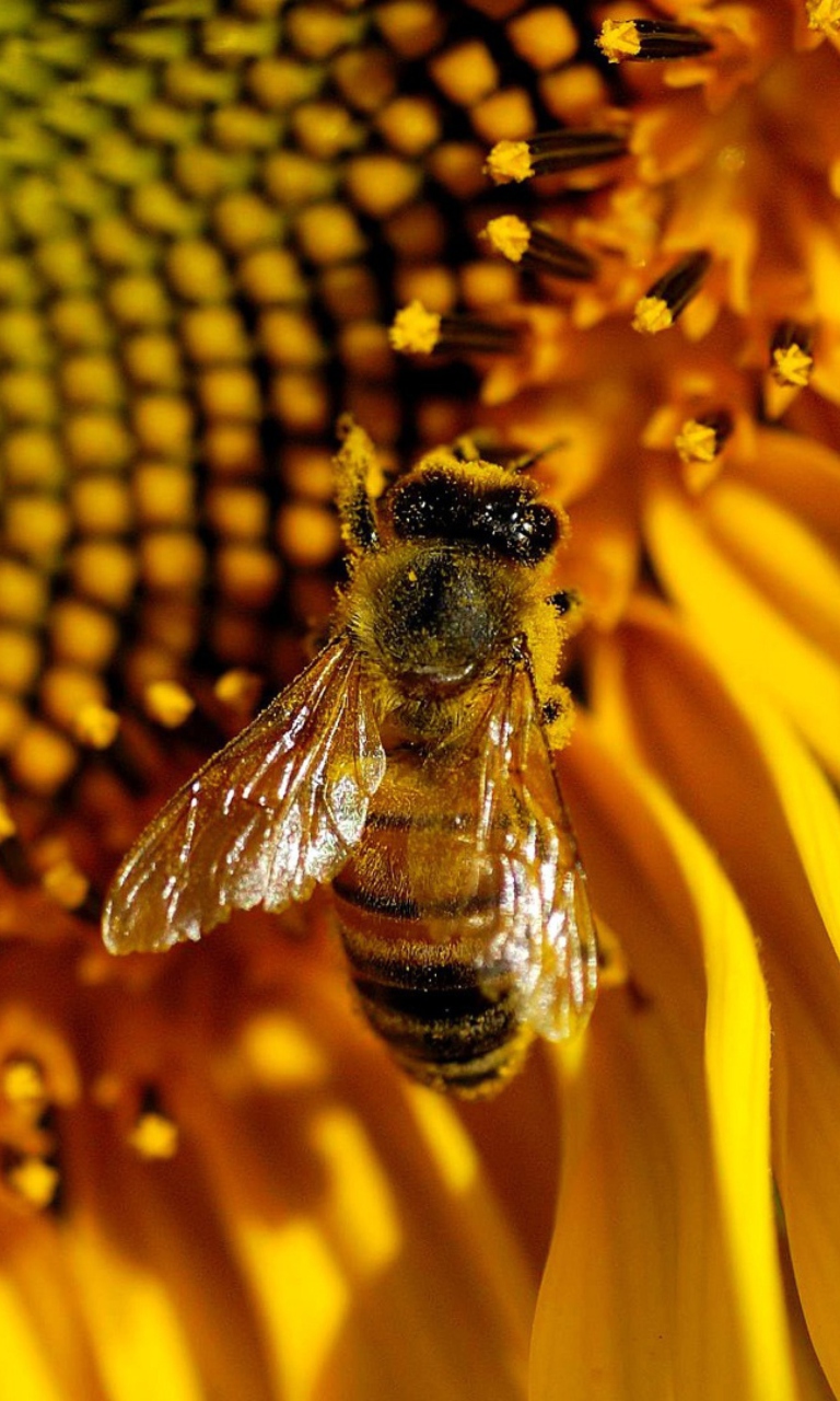 Fondo de pantalla Bee On Sunflower 768x1280