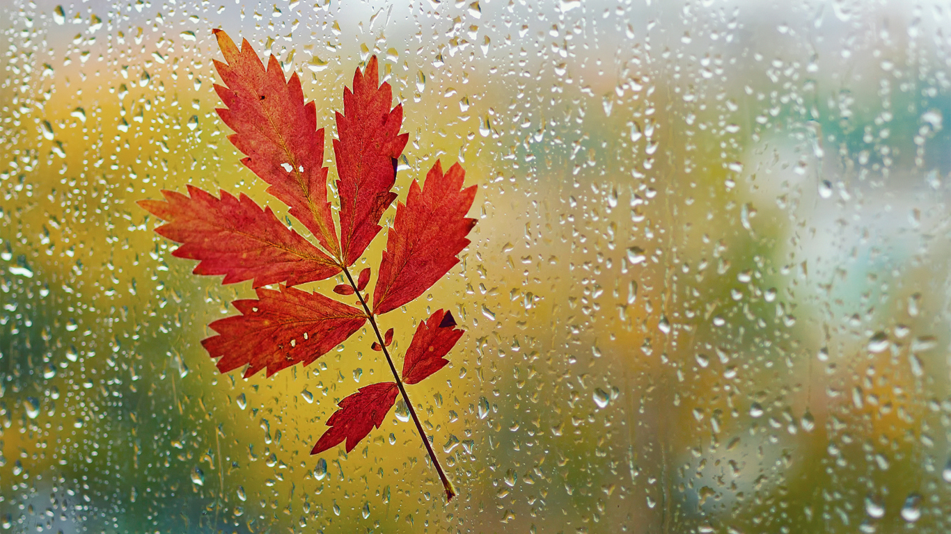Red Autumn Leaf screenshot #1 1366x768