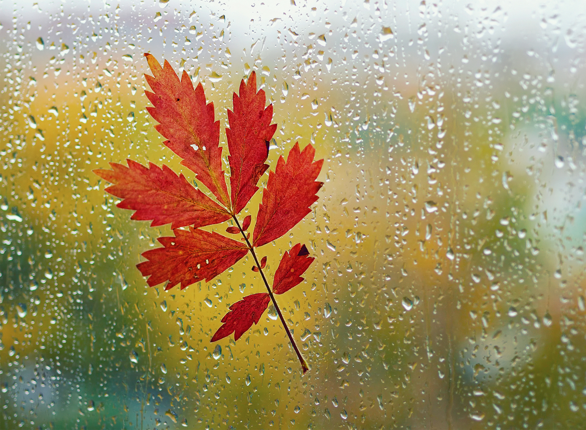 Red Autumn Leaf screenshot #1 1920x1408