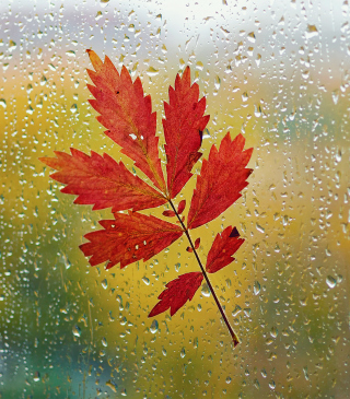 Red Autumn Leaf - Obrázkek zdarma pro 132x176