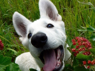 Fondo de pantalla White Dog 320x240