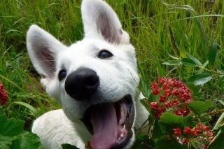 Free White Dog Picture for Android, iPhone and iPad