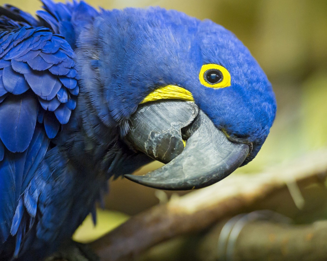 Screenshot №1 pro téma Hyacinth Macaw 1280x1024