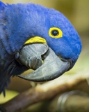 Hyacinth Macaw wallpaper 128x160