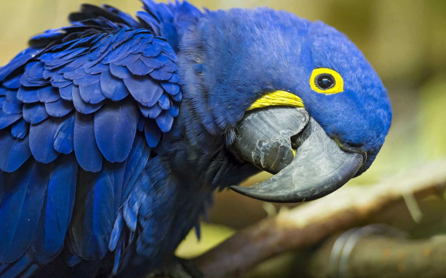 Screenshot №1 pro téma Hyacinth Macaw 1440x900