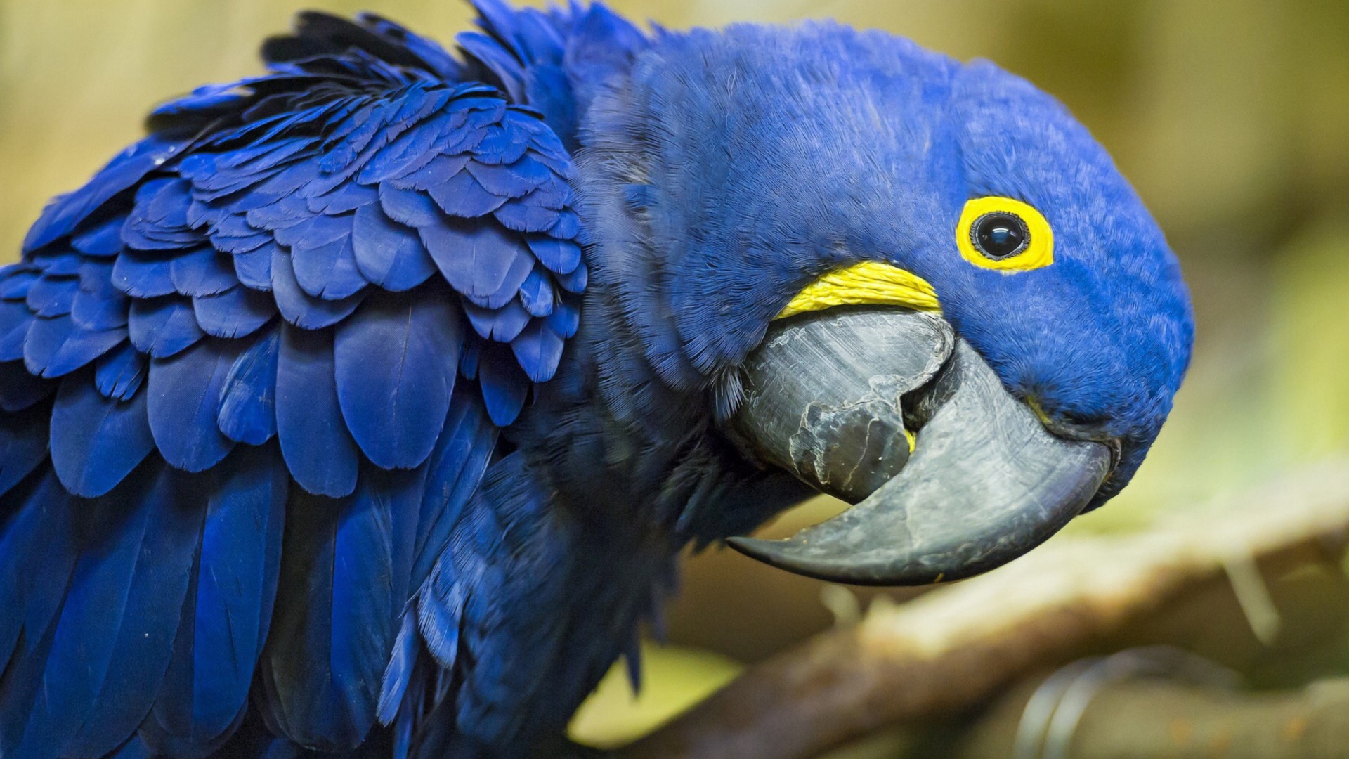 Screenshot №1 pro téma Hyacinth Macaw 1920x1080