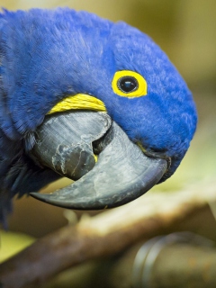 Das Hyacinth Macaw Wallpaper 240x320