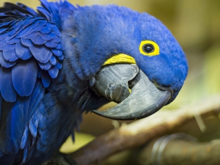 Hyacinth Macaw screenshot #1 320x240