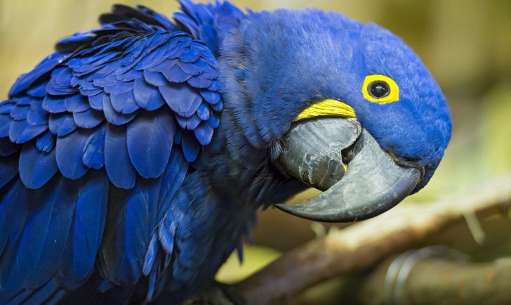 Screenshot №1 pro téma Hyacinth Macaw