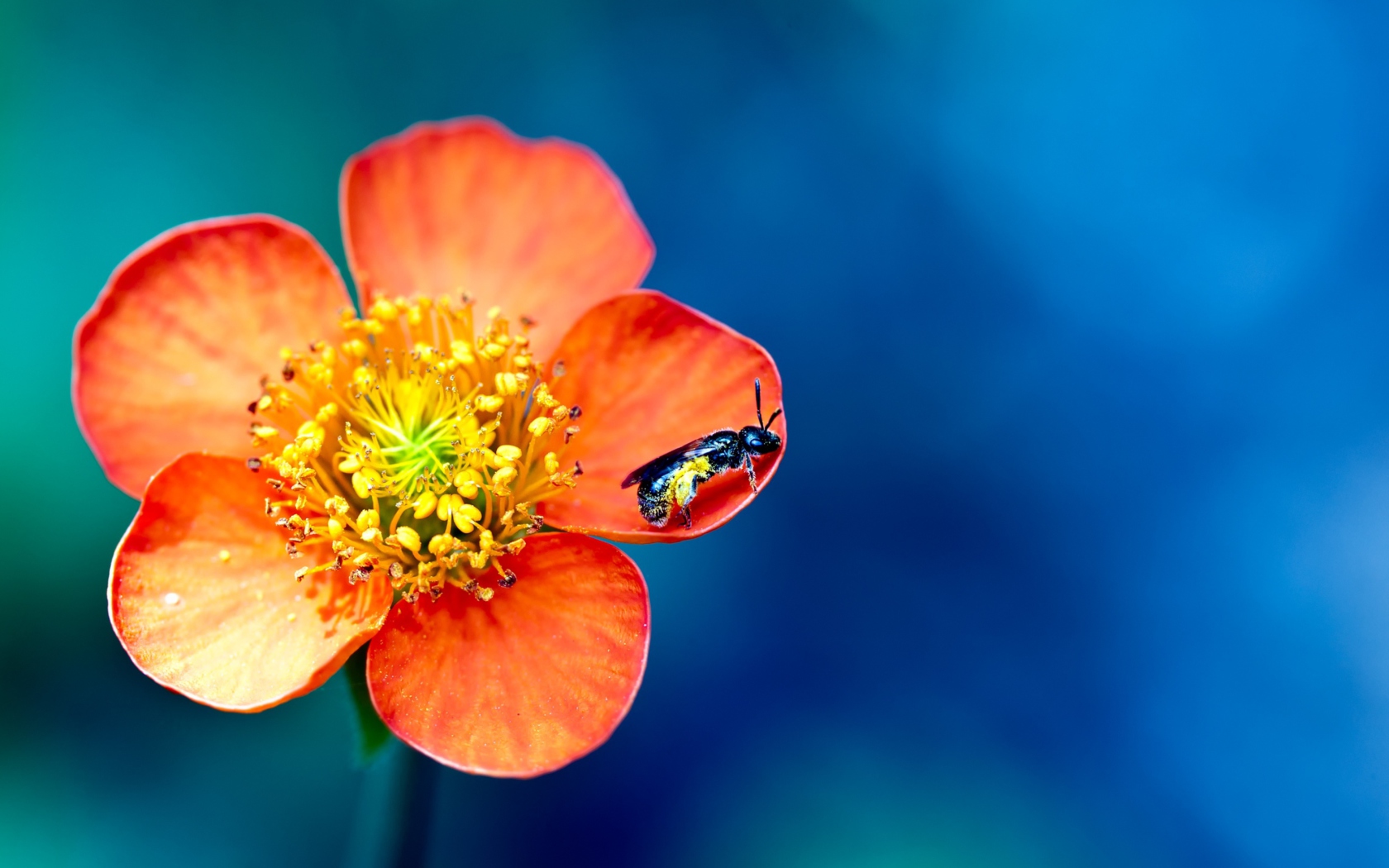 Sfondi Bee On Orange Petals 1680x1050