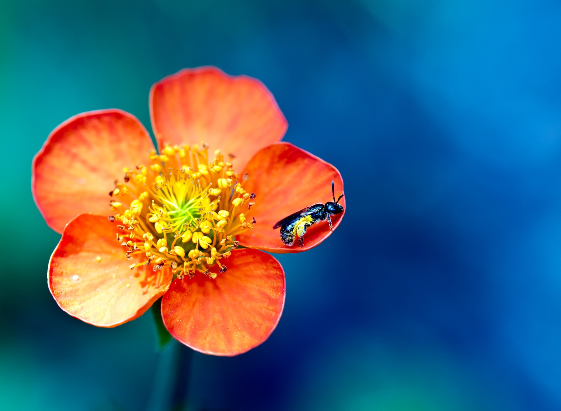 Обои Bee On Orange Petals 1920x1408