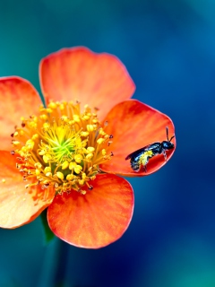 Обои Bee On Orange Petals 240x320
