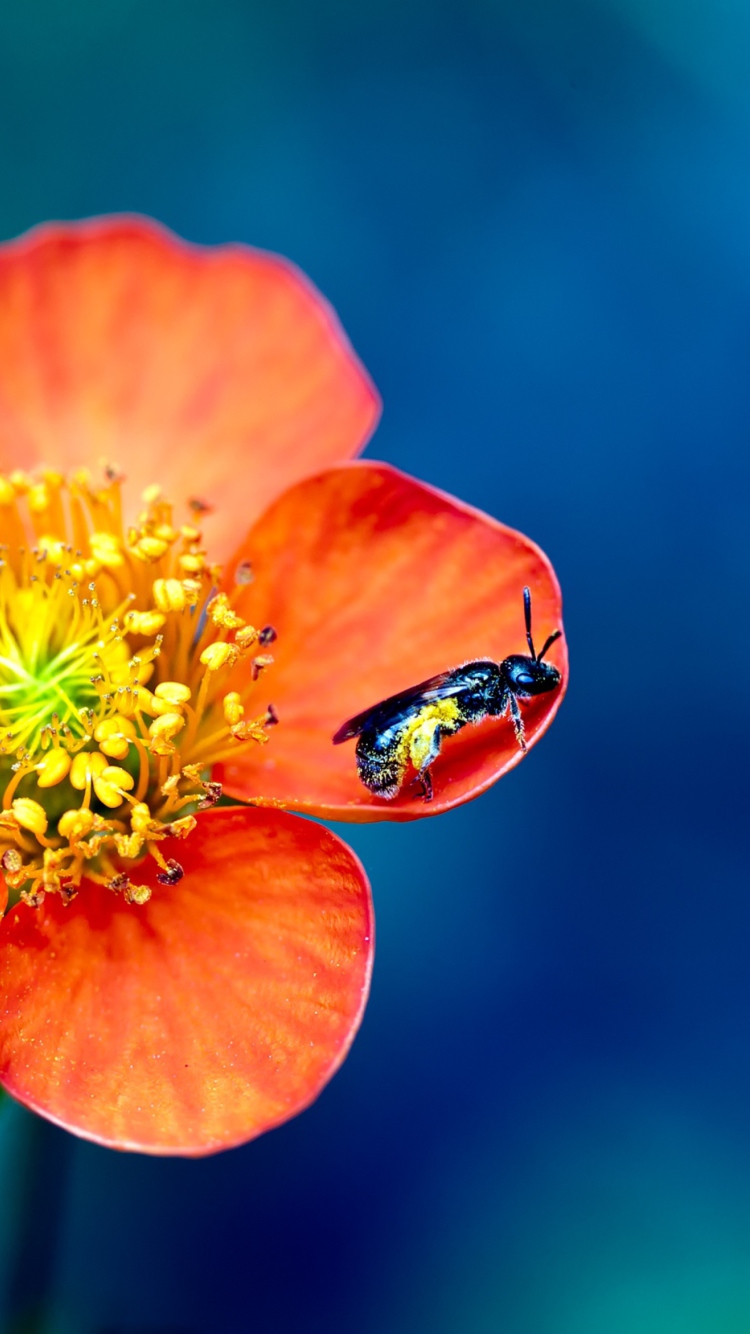 Обои Bee On Orange Petals 750x1334
