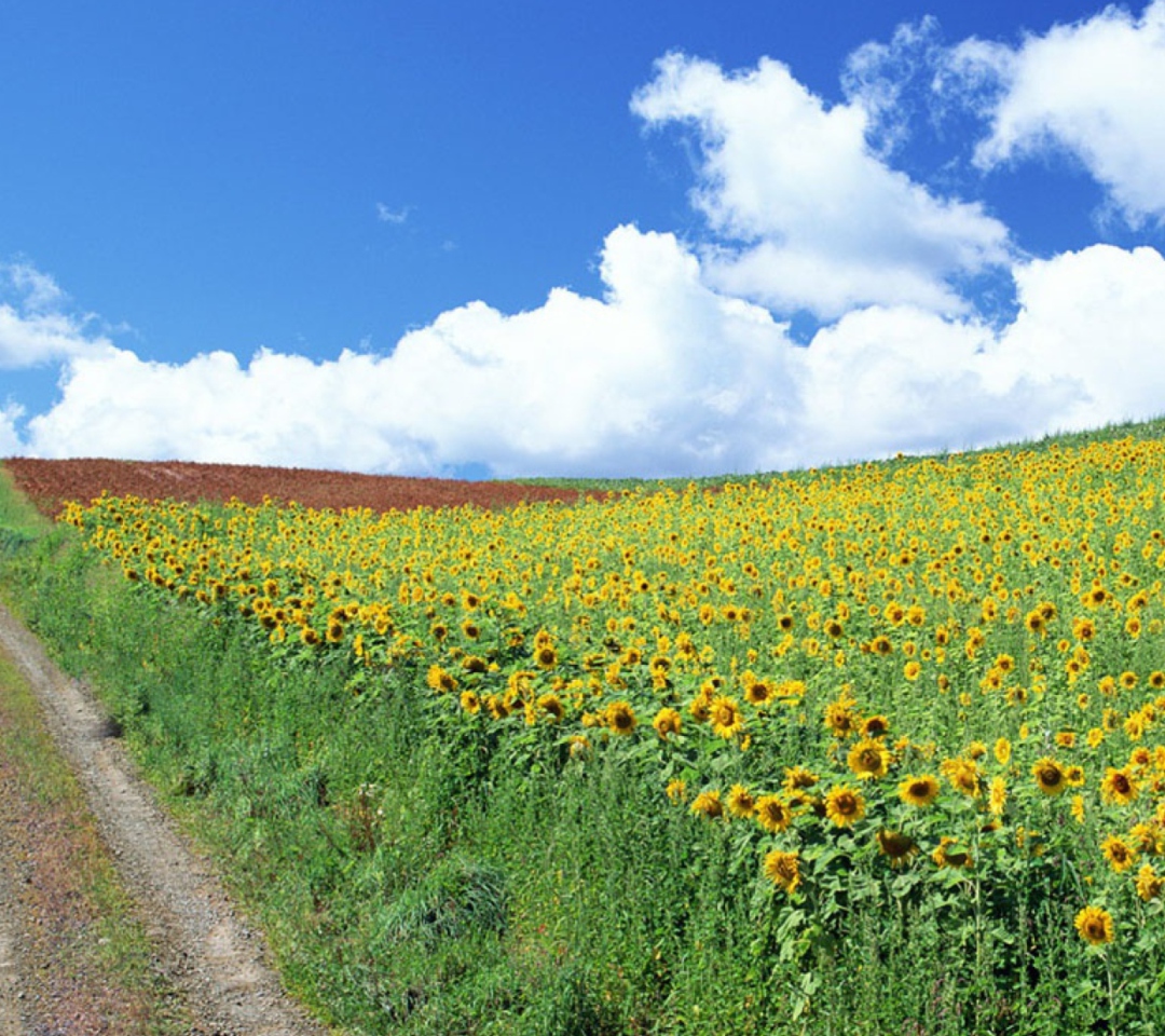 Sfondi Field Of Sunflowers 1080x960