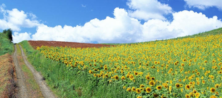 Screenshot №1 pro téma Field Of Sunflowers 720x320