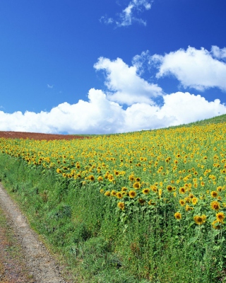 Kostenloses Field Of Sunflowers Wallpaper für Nokia X1-01