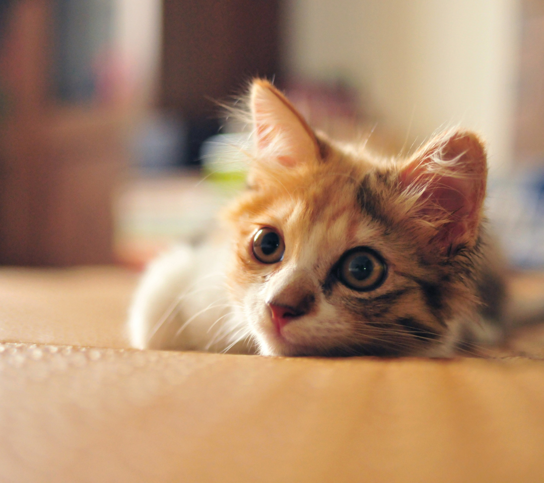 Sfondi Little Cute Red Kitten 1080x960