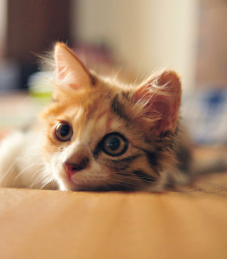Little Cute Red Kitten - Obrázkek zdarma pro Nokia C2-00