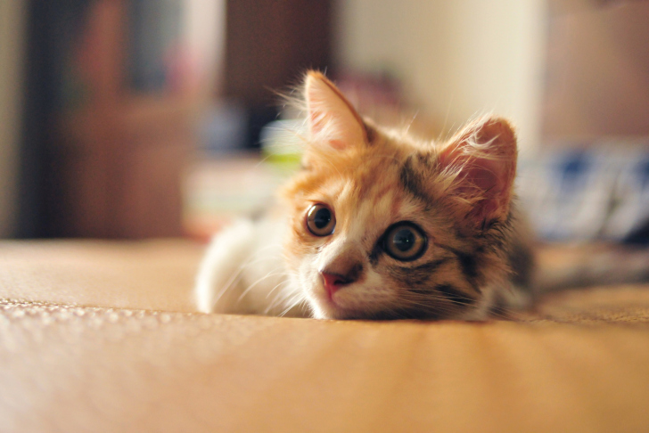 Fondo de pantalla Little Cute Red Kitten