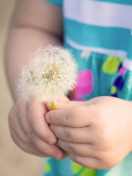 Fondo de pantalla Little Girl's Hands Holding Dandelion 132x176