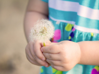 Обои Little Girl's Hands Holding Dandelion 320x240