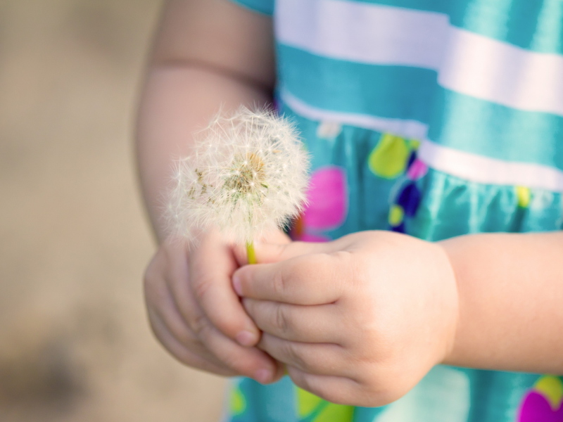 Fondo de pantalla Little Girl's Hands Holding Dandelion 800x600