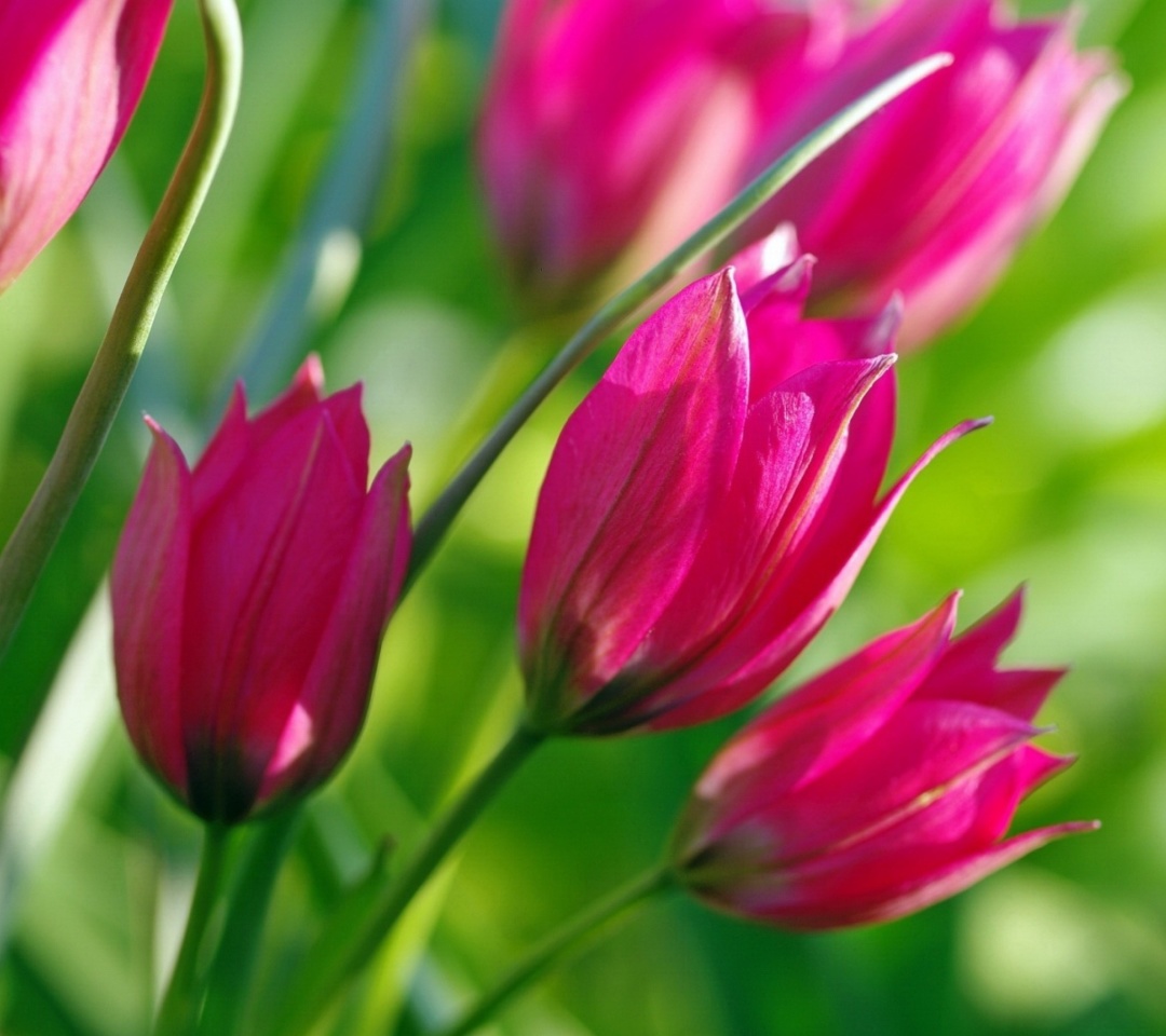 Sfondi Pink Tulips 1080x960