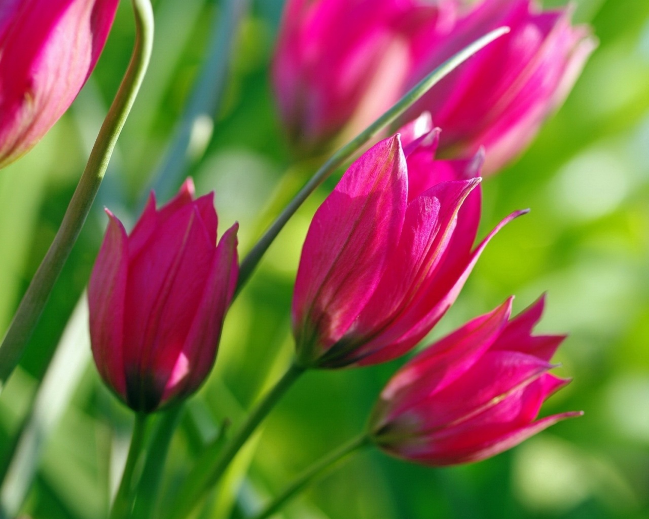 Pink Tulips screenshot #1 1280x1024