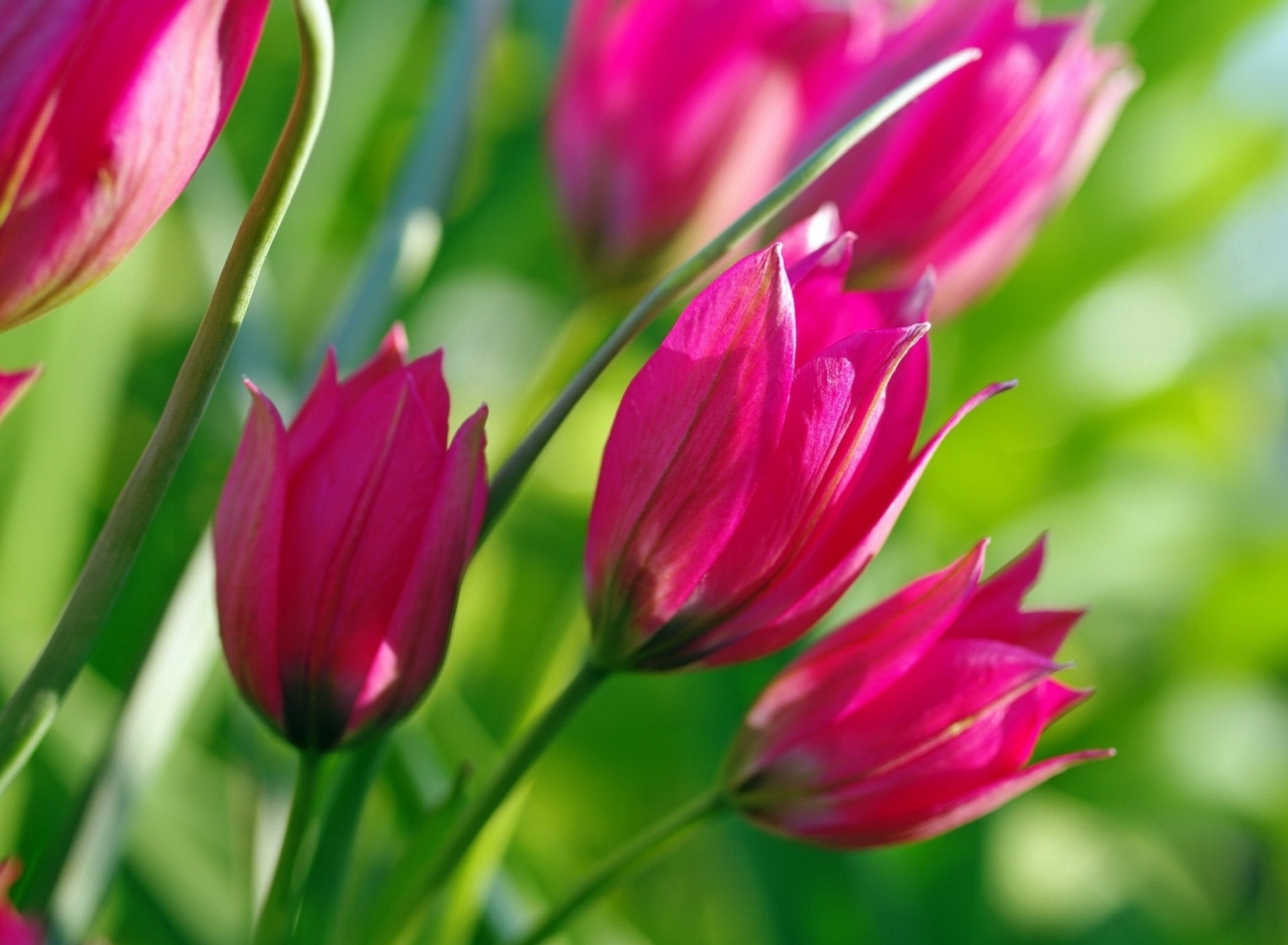 Обои Pink Tulips 1920x1408